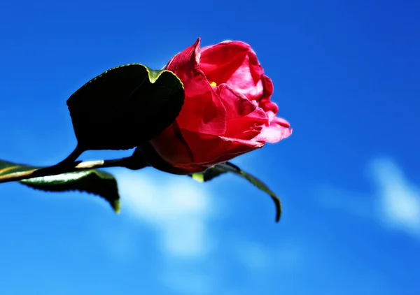 stock image Rose against blue