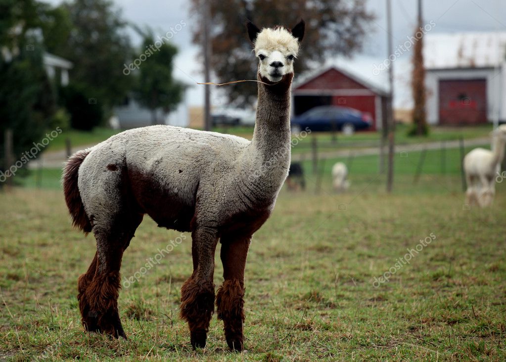 http://static6.depositphotos.com/1005592/596/i/950/depositphotos_5960500-Groomed-alpaca.jpg