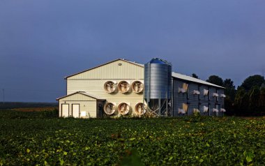 Modern poultry shed clipart