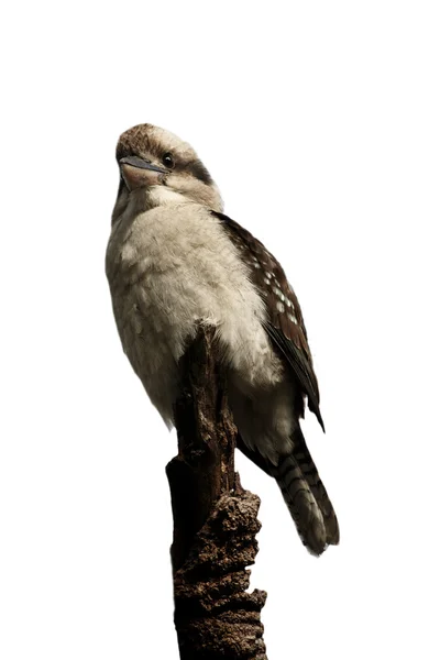 stock image Kookaburra