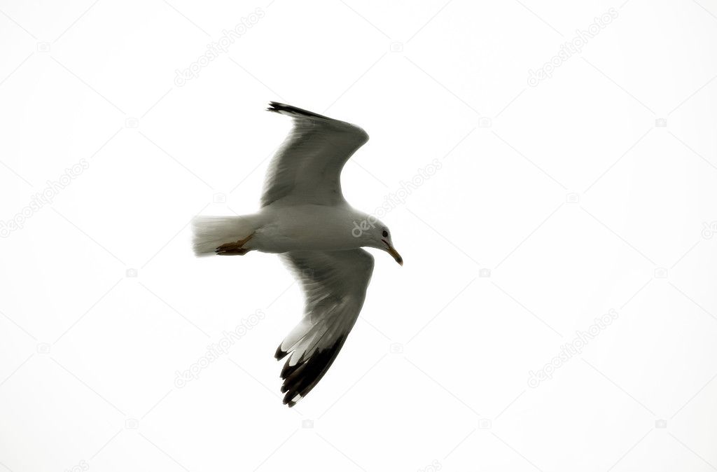 Seagull in full flight