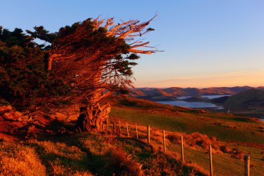 Otago Yarımadası, dunedin