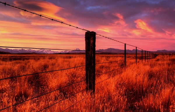 Campo da Nova Zelândia ao pôr do sol — Fotografia de Stock