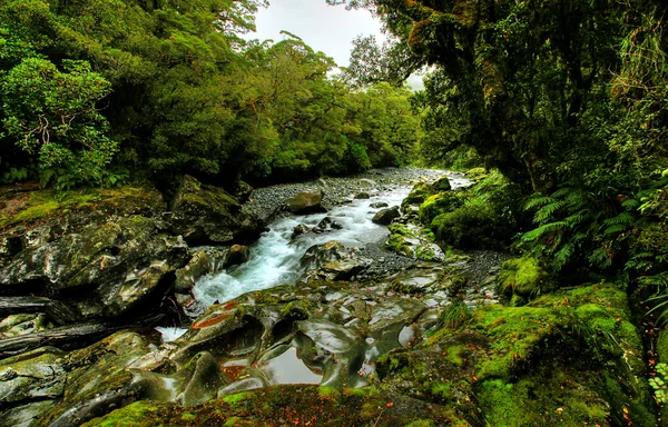 Tropické creek — Stock fotografie