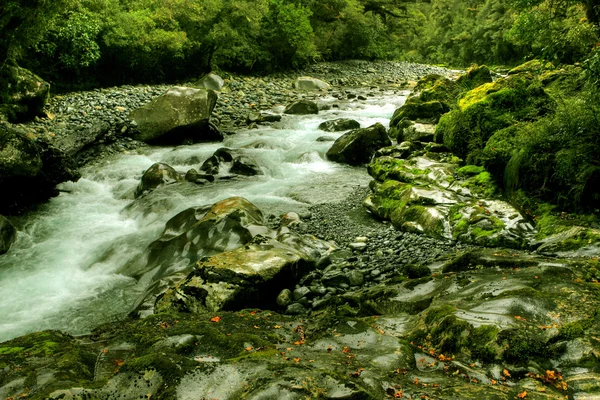 Tropiska creek — Stockfoto