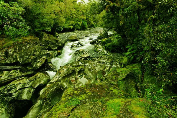 Tropikalny creek — Zdjęcie stockowe