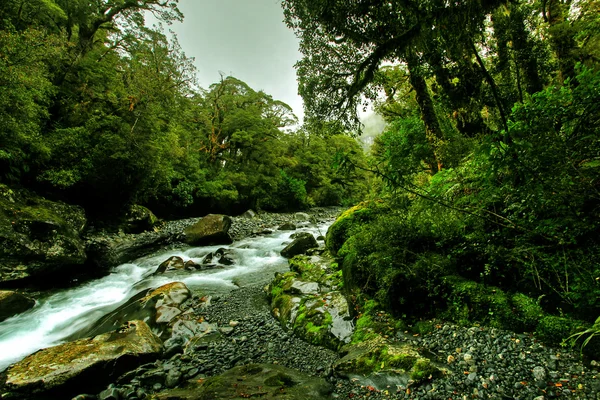 Tropische creek — Stockfoto