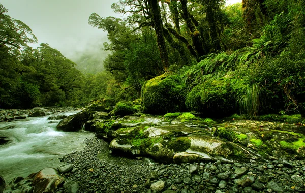 Tropikalny creek — Zdjęcie stockowe