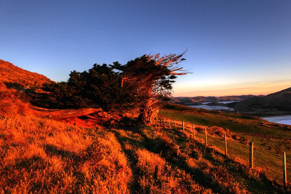 Poloostrov Otago, dunedin — Stock fotografie