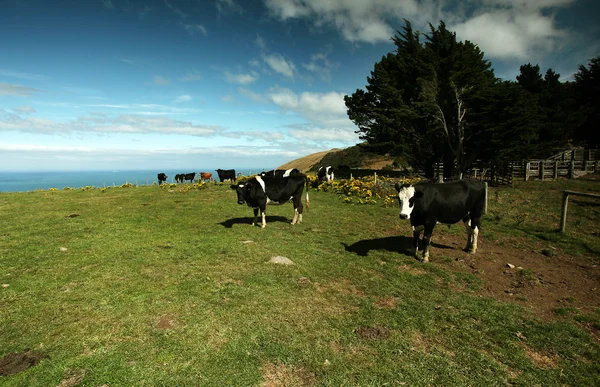 Krávy na zelené louce — Stock fotografie