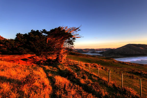 Otago półwysep, dunedin — Zdjęcie stockowe