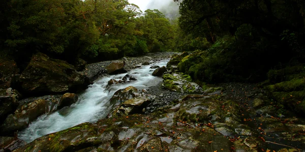 Ruisseau tropical — Photo
