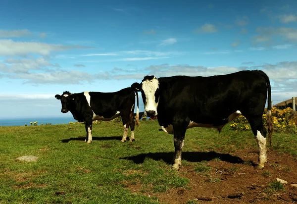 绿色草地上的牛 — 图库照片