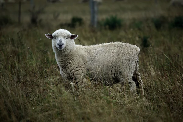 Schafe weiden — Stockfoto
