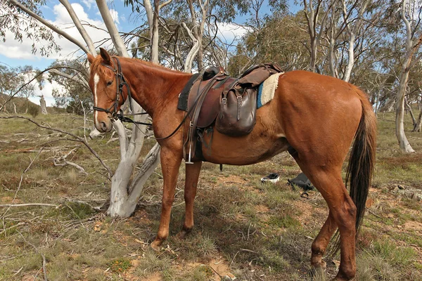 奥地にオーストラリアの馬 — ストック写真