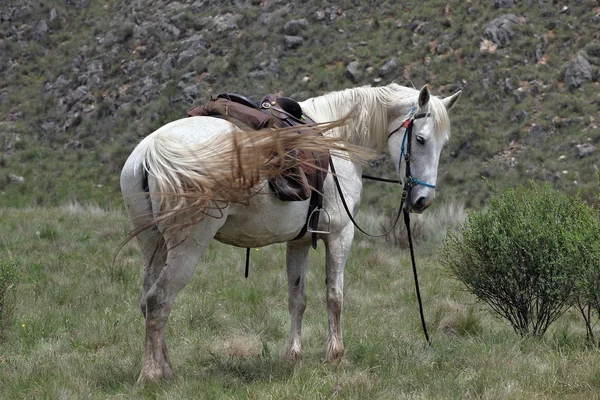 Australisches Pferd im Outback — Stockfoto