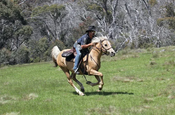 Человек и лошадь — стоковое фото