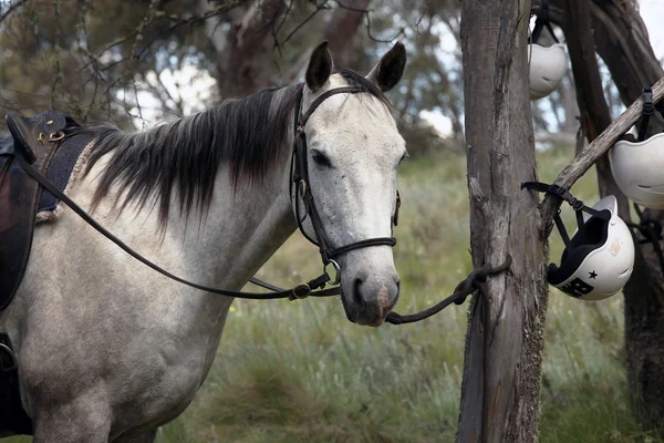 澳大利亚的马 — 图库照片