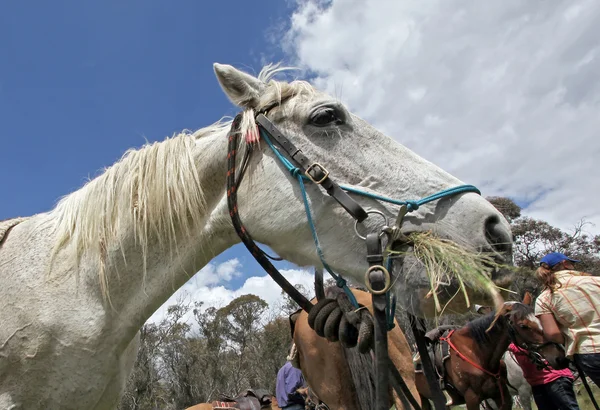 Cavallo australiano — Foto Stock