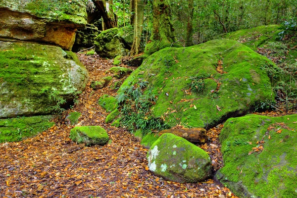 Ścieżka bujnego lasu deszczowego — Zdjęcie stockowe