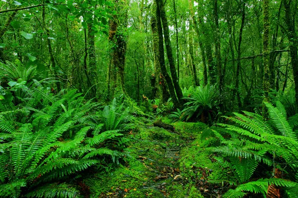 Caminho da floresta tropical — Fotografia de Stock
