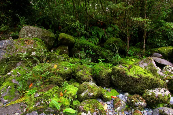 Cascada tropical —  Fotos de Stock