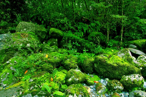 Cascade tropicale — Photo