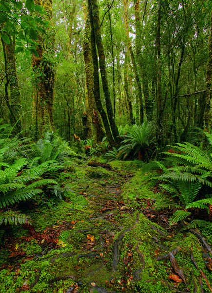 Sentier forêt tropicale — Photo