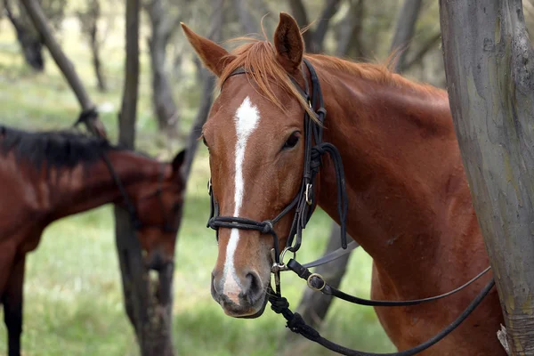 澳大利亚内陆的马 — 图库照片