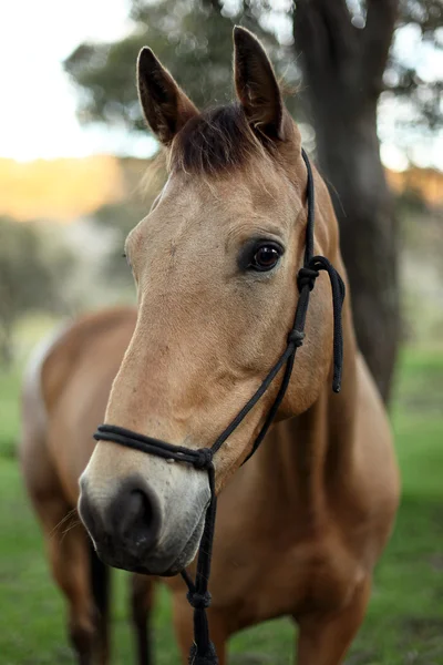 オーストラリアの馬 — ストック写真