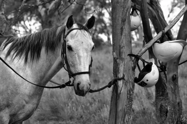 Koně v outback — Stock fotografie