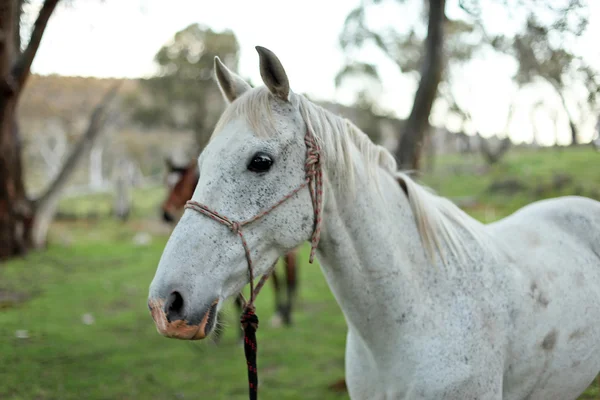 Australijski konia w ten outback — Zdjęcie stockowe