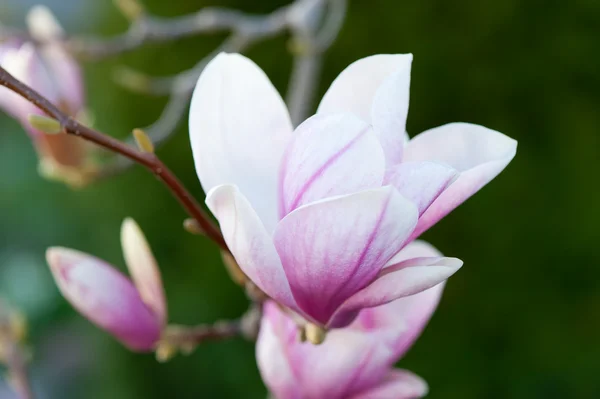 stock image Magnolia