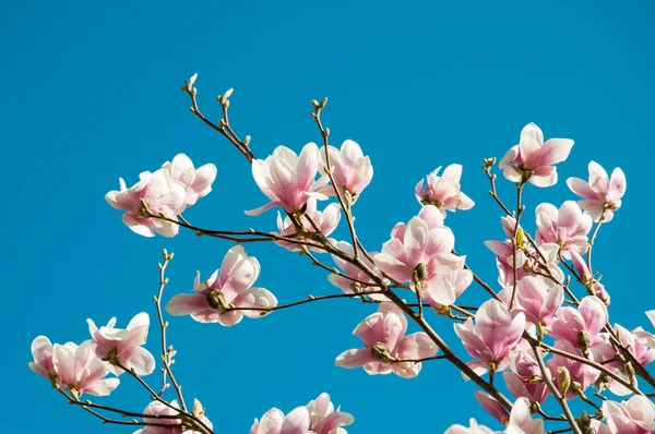 stock image Magnolia