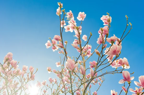 stock image Magnolia