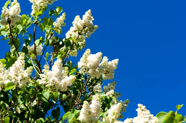 stock image Blooming Lilac in spring