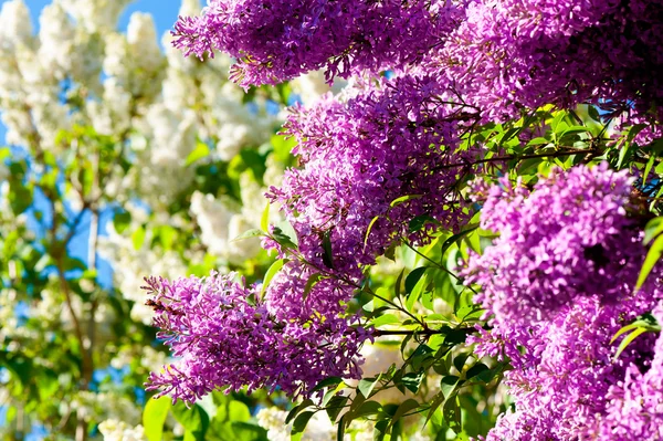 Blooming Lilac in spring — Stock Photo, Image