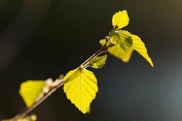 stock image The leafs of a birch in spring