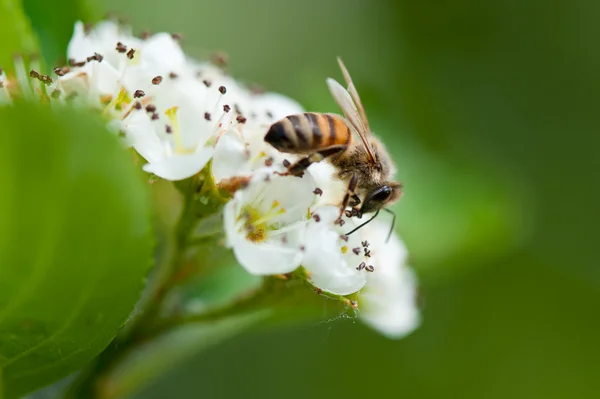 European Honey Bee — Stock Photo, Image
