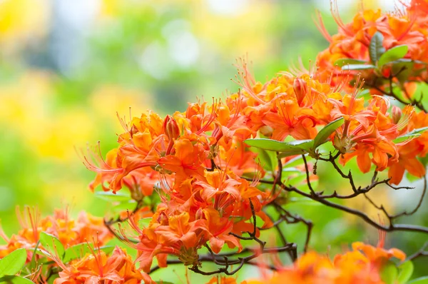 stock image Orange Rhododendron