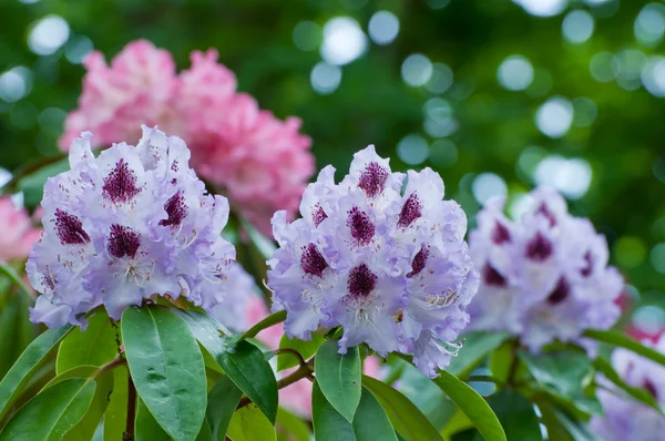 stock image Rhododendron