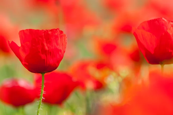 Wild Poppy Flowers — Stock Photo, Image