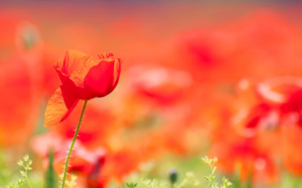 Wild Poppy Flowers — Stock Photo, Image