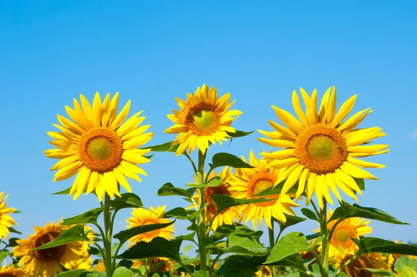 stock image Sunflowers