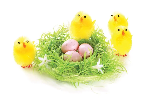Nido con huevos y pollitos — Foto de Stock