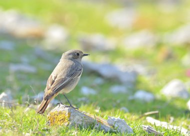 Bir Kara kızılkuyruk (Phoenicurus ochruros)