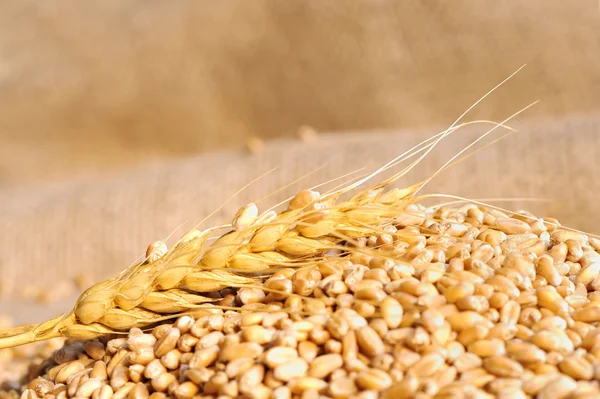 Semeno pšenice na hrubý materiál — Stock fotografie