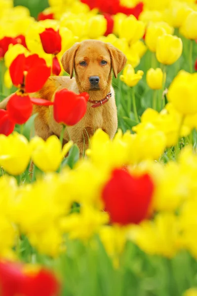 Cachorro Labrador —  Fotos de Stock