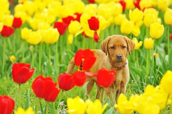 Puppy Labrador — Stock Photo, Image