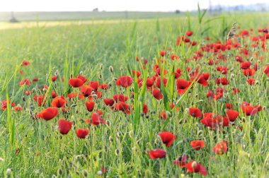 Field of poppies clipart